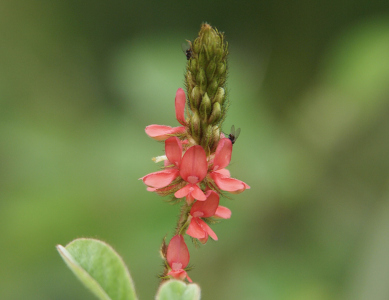 [At the end of a long green stem with a fuzzy green tip is a grouping of small light red flowers stuck to the outer part of the stem. The petals are along the last several inches of the stem and there is a thick end section which has yet to sprout petals. There are two tiny flies on the plant with one near the top tip and the other on the right side just where the petals start.]